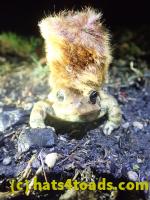 /home//u458753944/public_html/sourcegallery///////Roxborough Toad Detour/2022/2022-03-17/P3170886.JPG